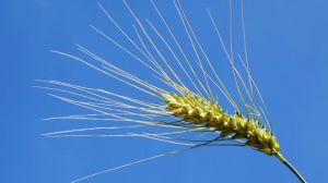 Технологія вирощування озимої пшениці: етапи, нюанси та відмінності залежно від регіону