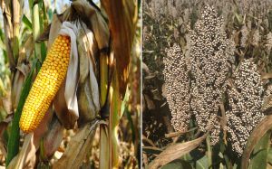 Кукурудза та сорго в Україні: урожайність, насінництво та перспективи