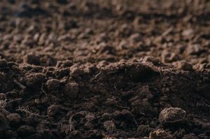 Ризиковане землеробство та біостимулятори: як підвищувати врожаї та рентабельність культур в умовах Херсонщини