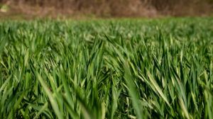 Тарас Корнієнко: Азотне підживлення пшениці буде ефективним, якщо його зробити вчасно