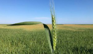 Захист озимої пшениці на етапі формування колоса. На що звернути особливу увагу