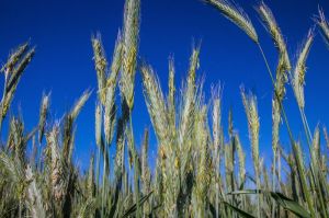 Жито озиме: Технологія вирощування, обробіток ґрунту, добрива, насіння,  захист та збирання