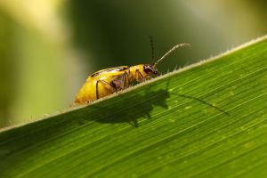 Західний кукурудзяний жук (діабротика): як захистити кукурудзу та надовго позбутись шкідника