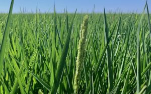Озимі зернові в рисових чеках на Херсонщині. Як тут отримують рекордні показники урожайності