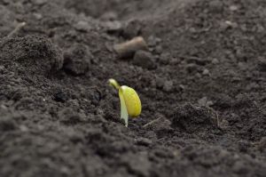 10 способів покращення стану ґрунтів 