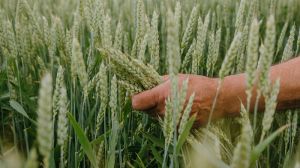 Микола Сучек: Сортооновлення є запорукою підвищення врожайності озимих зернових