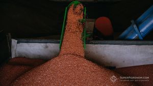 Протруєне насіння пшениці
