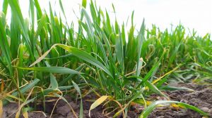 Нестача елементів живлення на посівах пшениці 