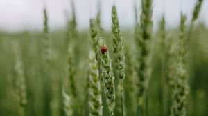 Колосіння ярої пшениці