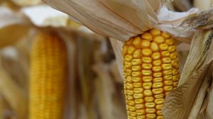 Як отримати високу урожайність кукурудзи якщо погодні умови не сприяють взагалі