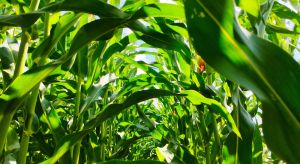 Кукурудза на силос: технології вирощування та збирання, визначення сухої речовини