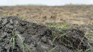 Сухе землеробство як інструмент адаптації до змін клімату
