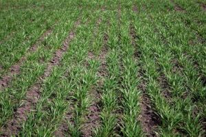 Сходи пшениці озимої після відновлення вегетації