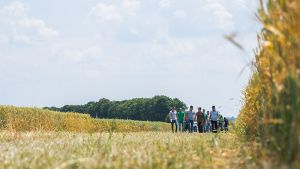 Озимі ріпак і пшениця — у полі та онлайн: репортаж із CROPSTAGE на Черкащині