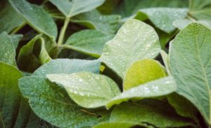 Ринок ЗЗР в Україні: чи зміняться ціни та як на нього вплинуть світові тенденції