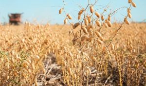 Вирощування нуту та льону в бінарних посівах — підвищення ефективності для обох культур