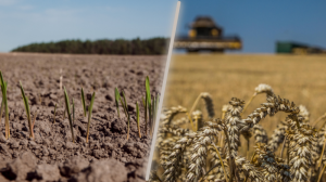 Як війна вплинула на агросектор України: урожайність, втрати та умови 2022–2025