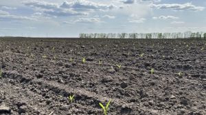 Як отримати дружні сходи кукурудзи в умовах посухи: роль фотосинтезу та С4-рослин