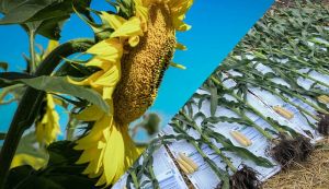 Біопрепарати в системі Кернел: результати вирощування кукурудзи та соняшнику за 2023-2025 рр.