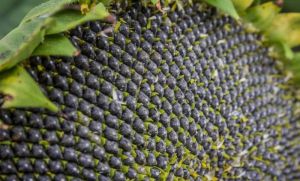 Насіння соняшника