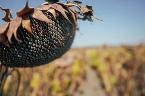 Кошик соняшника