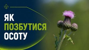 Осот