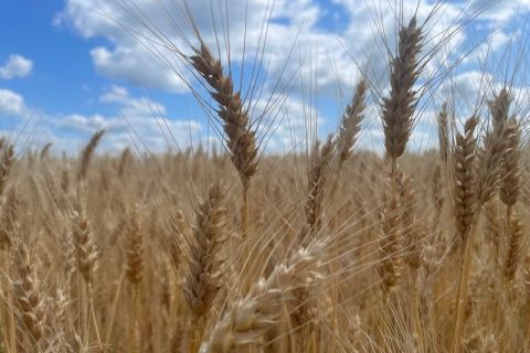 Пшениця озима