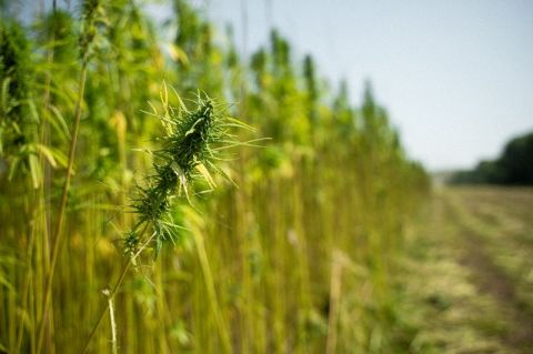 Технічні коноплі