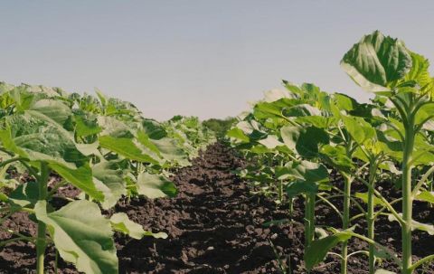 Олександр Мигловець: Зміни клімату змушують аграріїв перебудовувати стратегію ґрунтового захисту