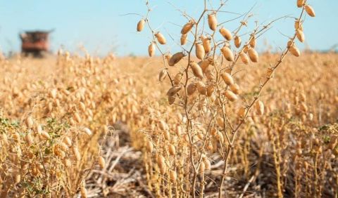 Вирощування нуту та льону в бінарних посівах — підвищення ефективності для обох культур