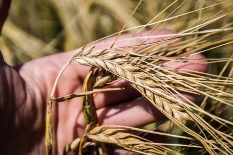 Ярий ячмінь