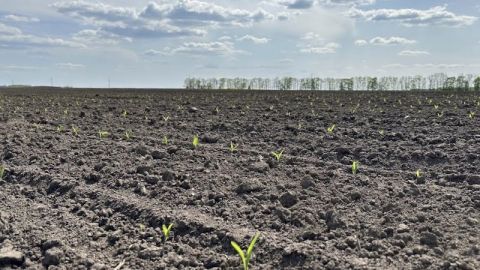 Як отримати дружні сходи кукурудзи в умовах посухи: роль фотосинтезу та С4-рослин