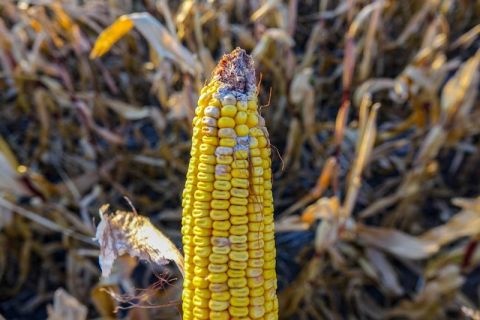 Фузаріоз кукурудзи