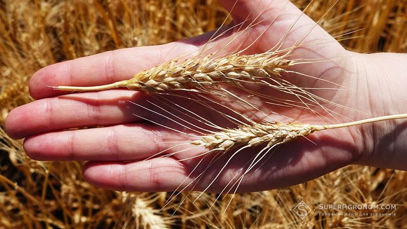 Озима пшениця