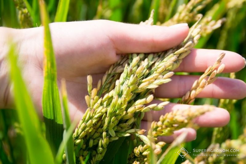 Як вирощують рис в 11 країнах світу