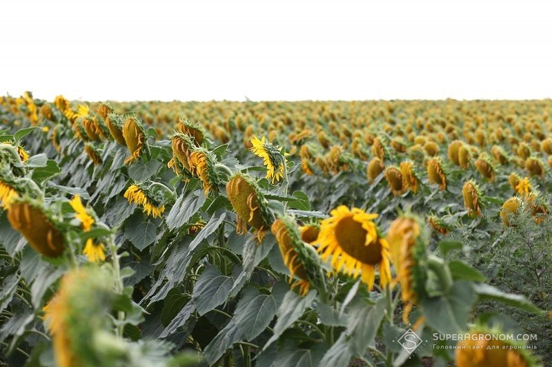 Основні чинники у виборі гібриду та технології вирощування соняшнику – поради французького експерта
