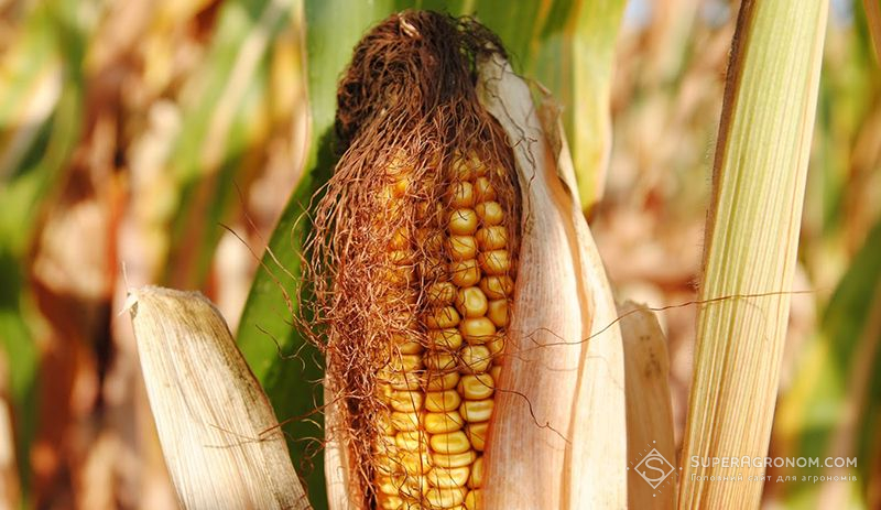 Високі врожаї з нижчими затратами: як вирощують кукурудзу в МХП