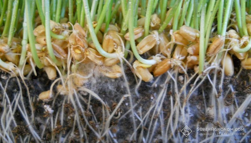Гіфи на корінні сходів озимої пшениці, обробленої препаратом на основі мікоризного гриба Glomus intraradices