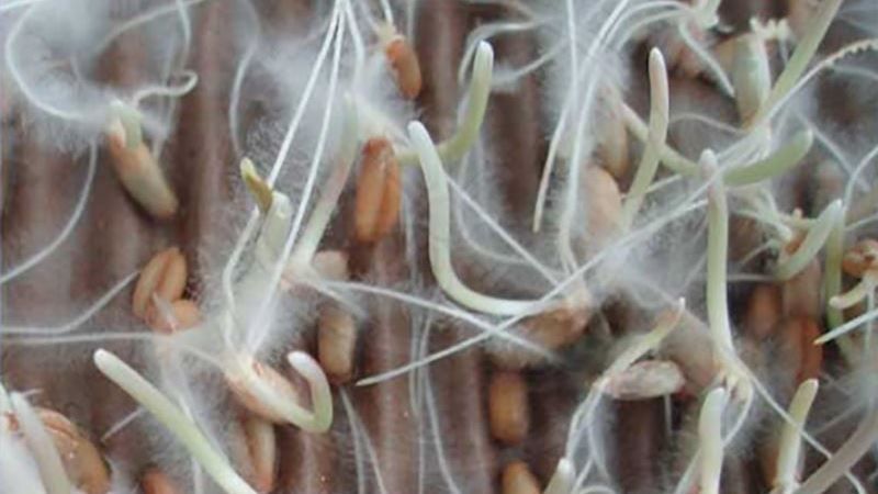 Гіфи на обробленому препаратаом MycoFix насінні пшениці