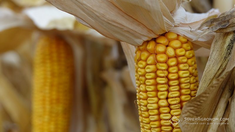 Як отримати високу урожайність кукурудзи якщо погодні умови не сприяють взагалі