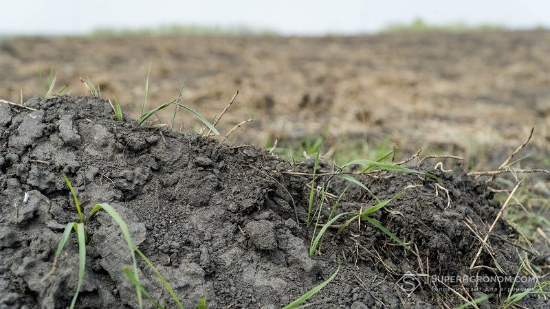 Сухе землеробство як інструмент адаптації до змін клімату