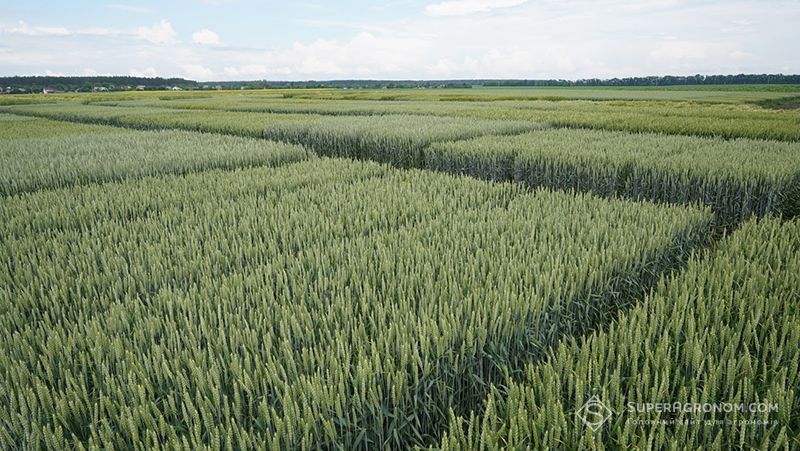 Ділянки сортів озимої пшениці селекції ДСВ