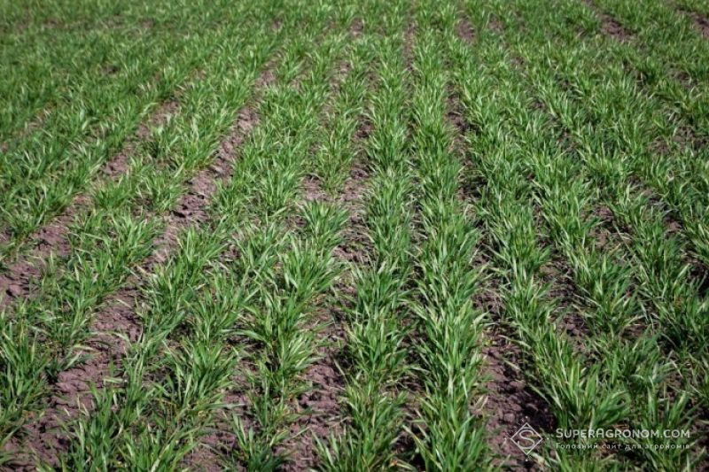 Сходи пшениці озимої після відновлення вегетації