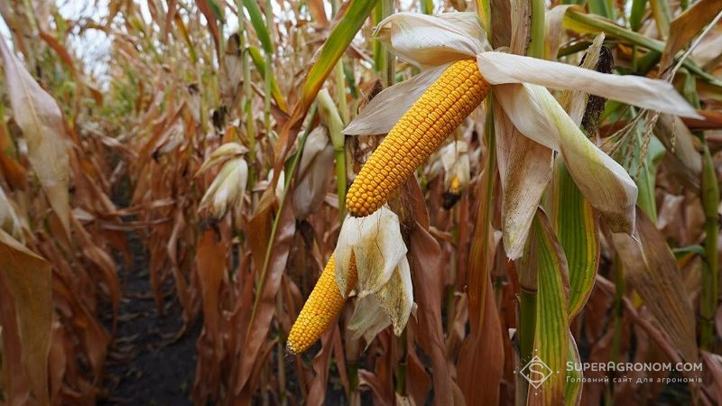 Посіви кукурудзи на полі господарства Агробізнес