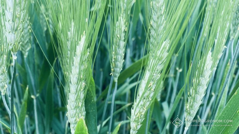 Яра пшениця