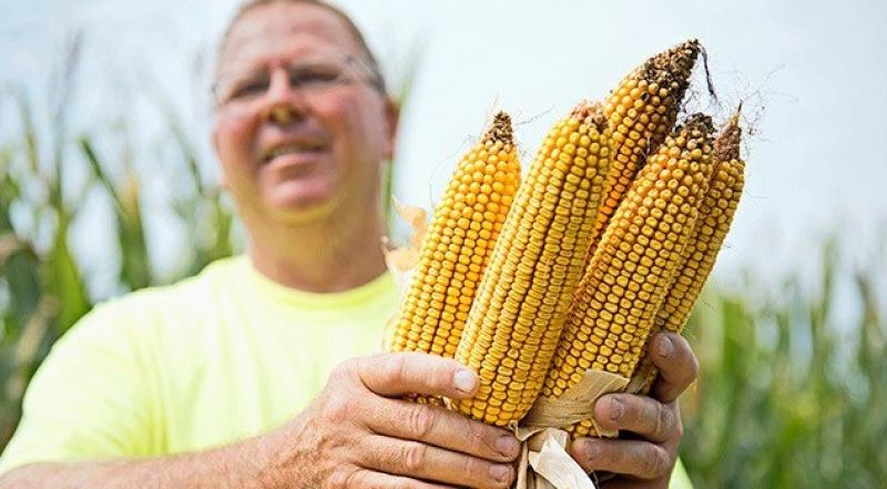 Девід Хула, фермер з США, рекордсмен з урожайності кукурудзи
