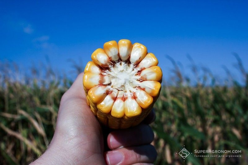 Рекордна врожайність кукурудзи