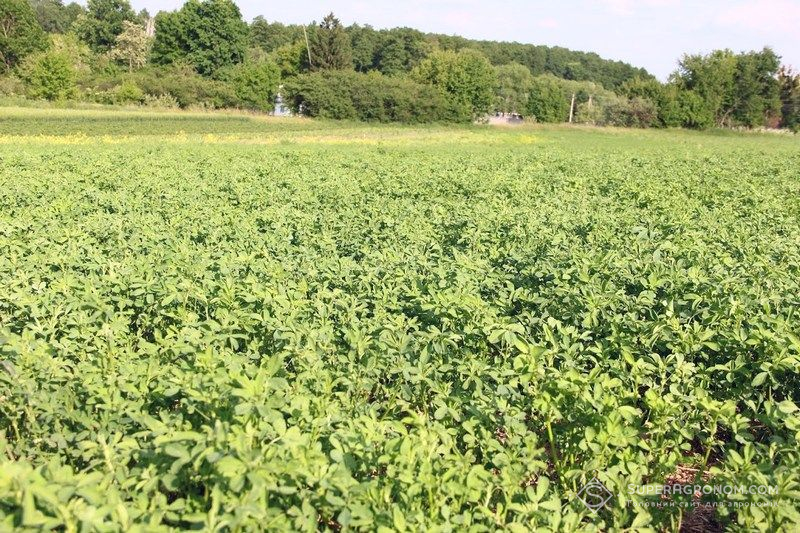 Покривні культури