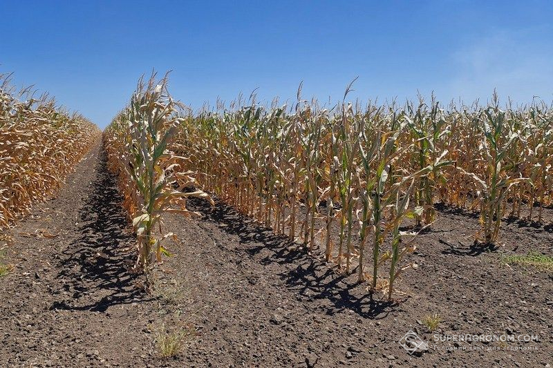 Кулісний посів кукурудзи: 1 ряд кукурудзи, смуга пару 210 см