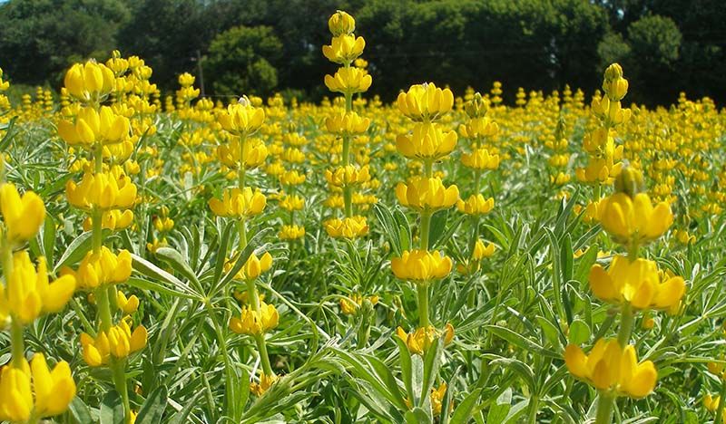 Люпин: все про технологію вирощування, застосування та вигоду